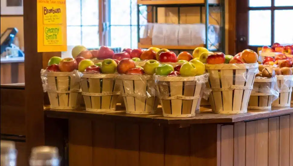 Apples in buckets at Solebury Orchard's store.