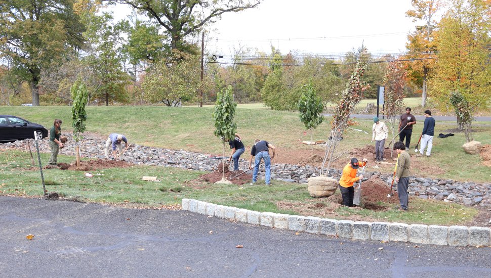 College students plant trees on campus.