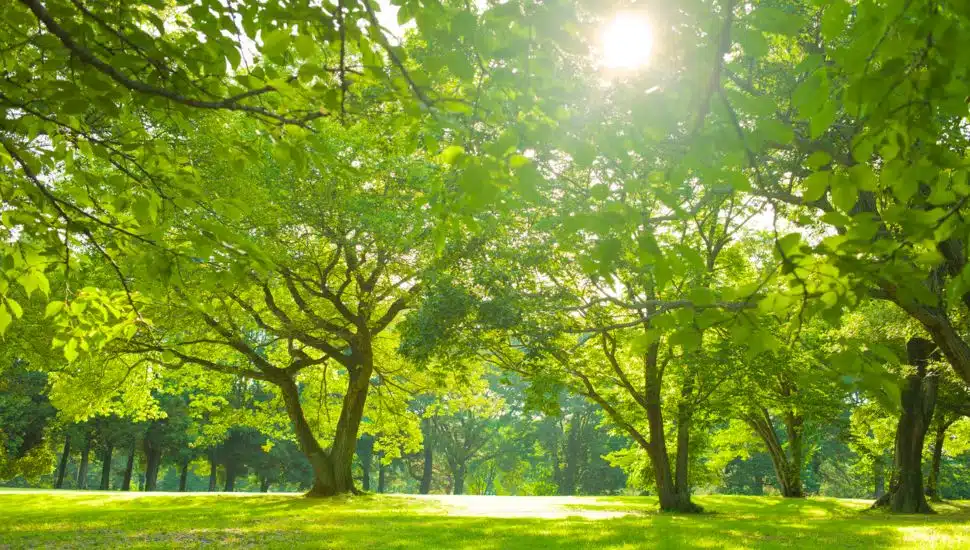 Trees with sun peeking through branches.