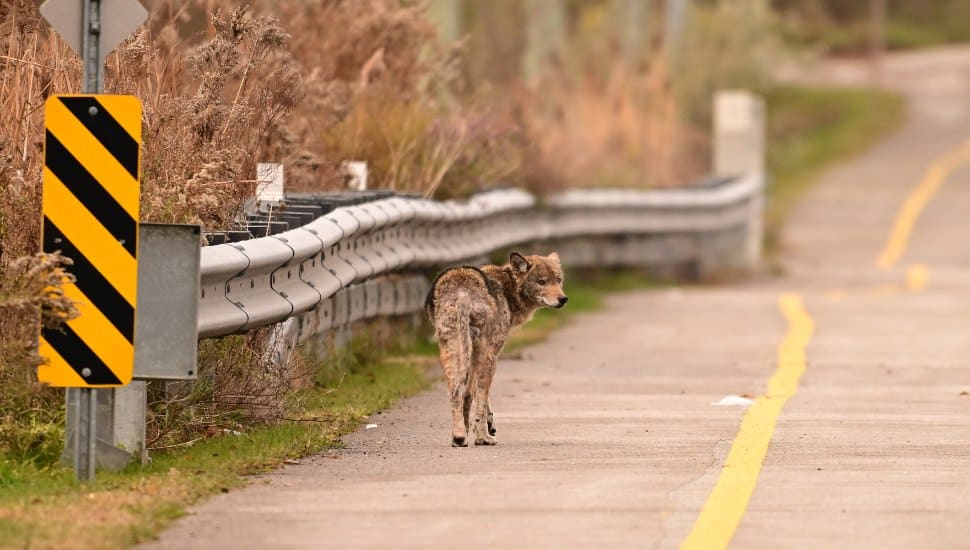 A coyote on a road.