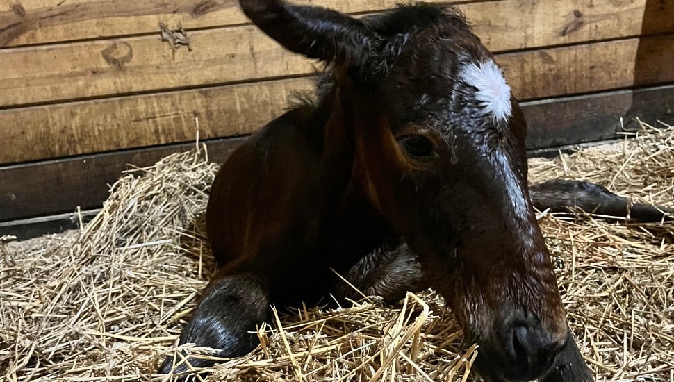 On-Campus Foal Cameras Return to DelVal