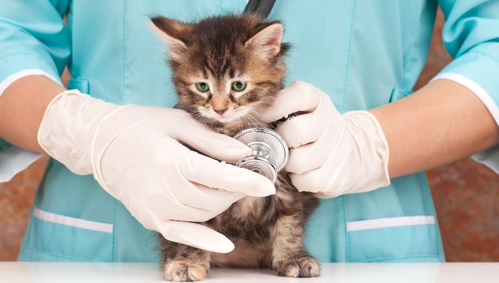 A cute kitten being examined by a vet.