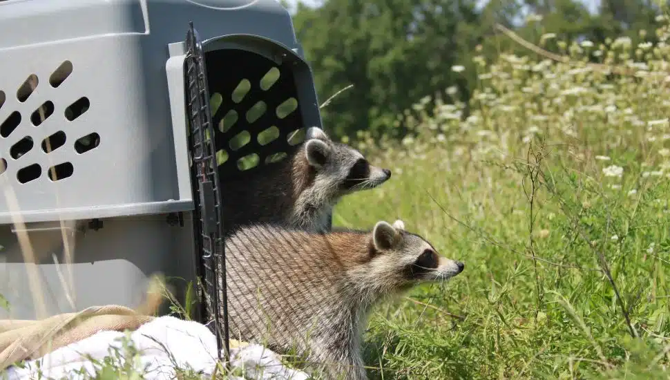 Racoons being released into the wild.
