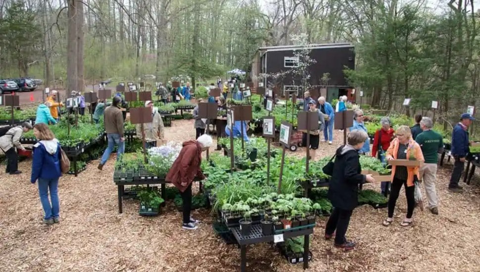 Shoppers gathered at Bowman's Hill Wildflower Preserve's native plants nursery.