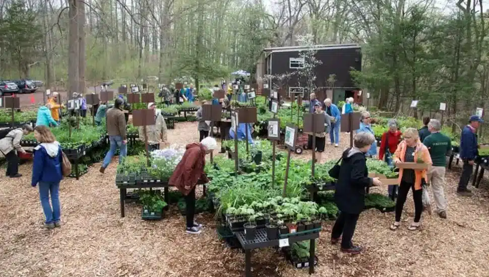 Shoppers gathered at Bowman's Hill Wildflower Preserve's native plants nursery.