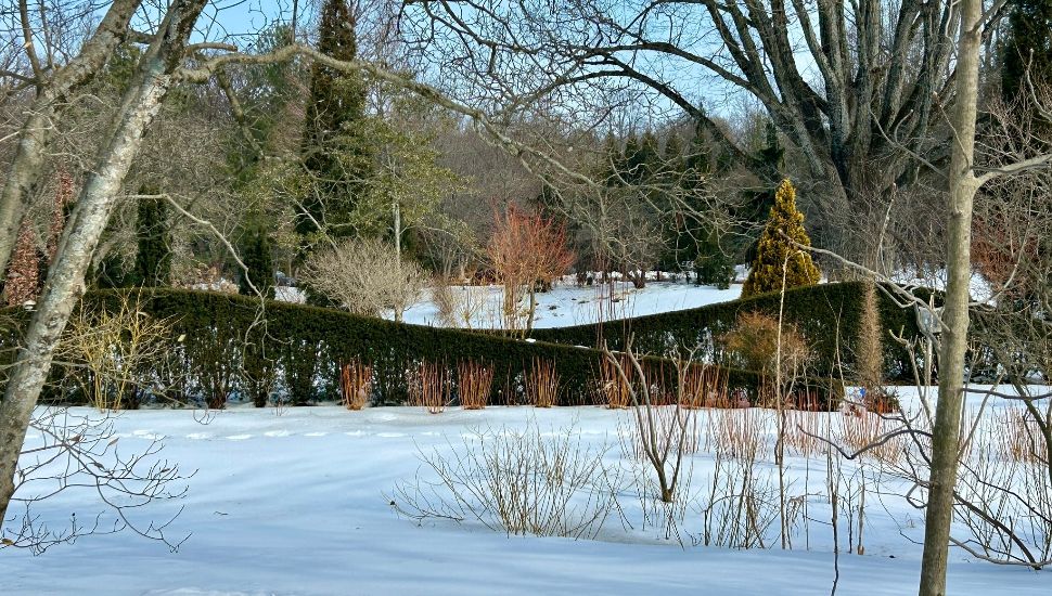 Local Experts: Prolonged Snow Cover Helped Plants Survive, but Also Brought Drawbacks