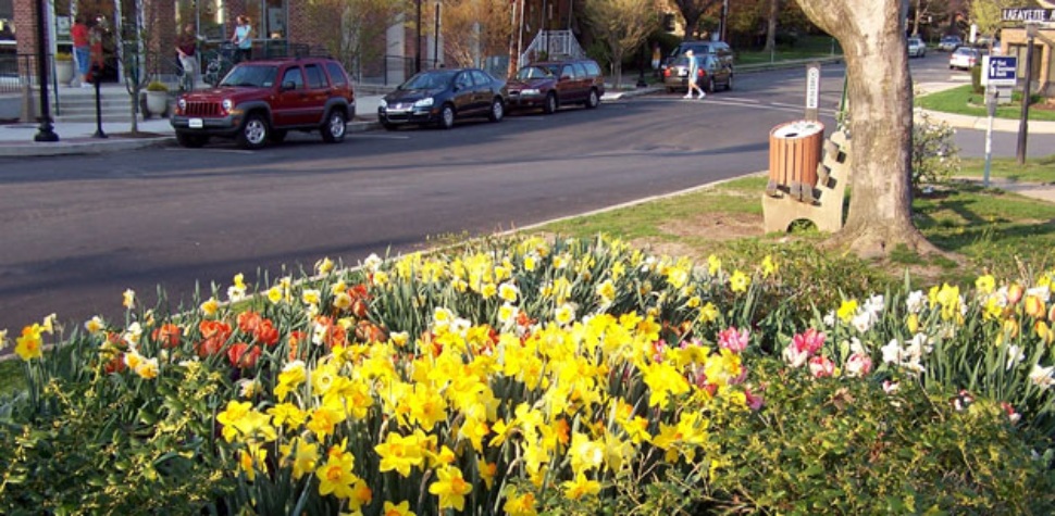 A bed of flowers.