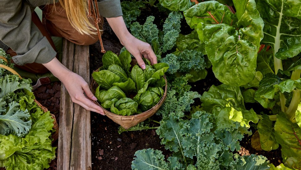 Woman picking greens from garden.
