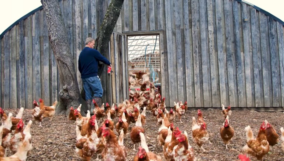 Chickens let out of coop by Eric Kretschman.