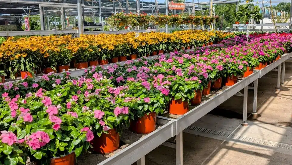 Flowers at Farm & Garden Station.