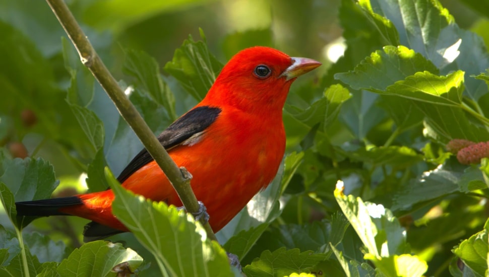 scarlet tanager.