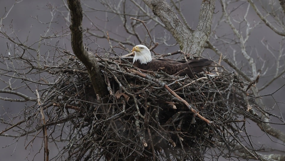 A Pennsylvania bald eagle protects its nest.