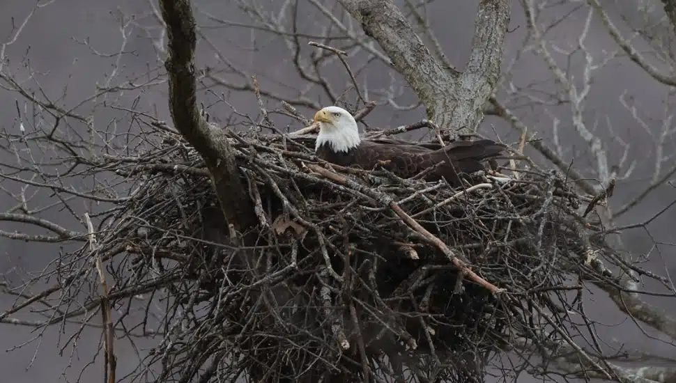 Philadelphia Men Face Felony Charges After Alleged Cable Theft Disrupts Churchville Bald Eagle Nest