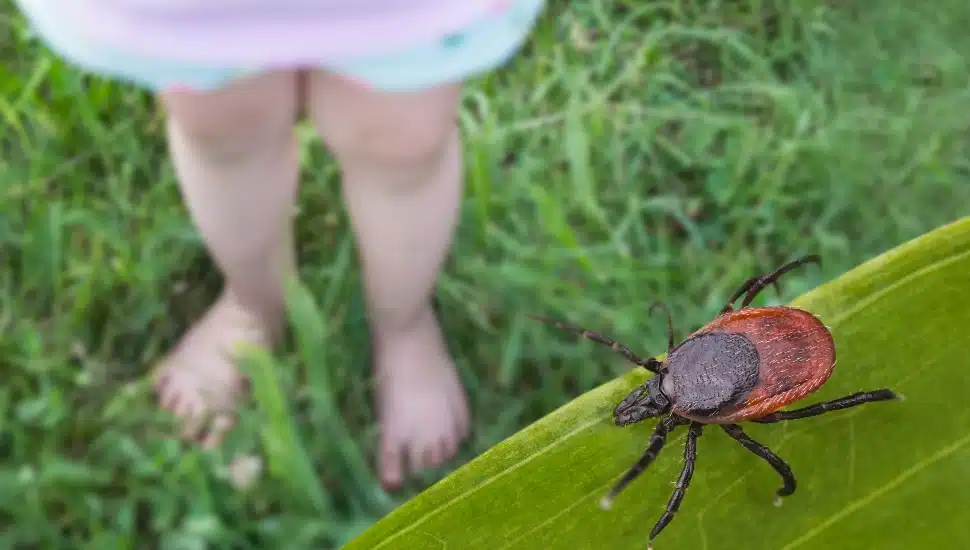 Closeup of toddler small legs playing on summer green meadow with a lurking tick.