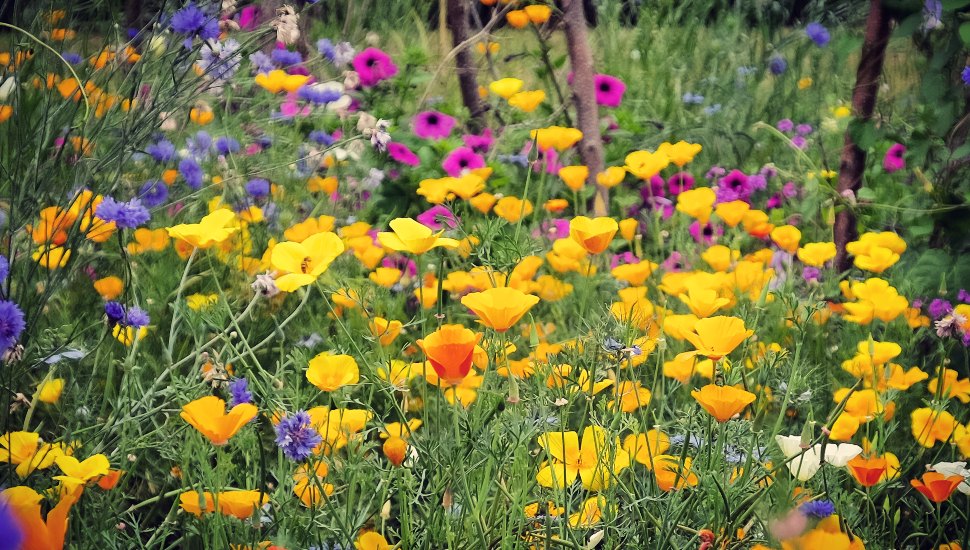 Flowers growing in a wildflower Lawn
