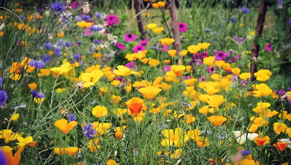 Pennsylvania’s Free Native Plant Kits Turn Lawns Into Pollinator Habitats