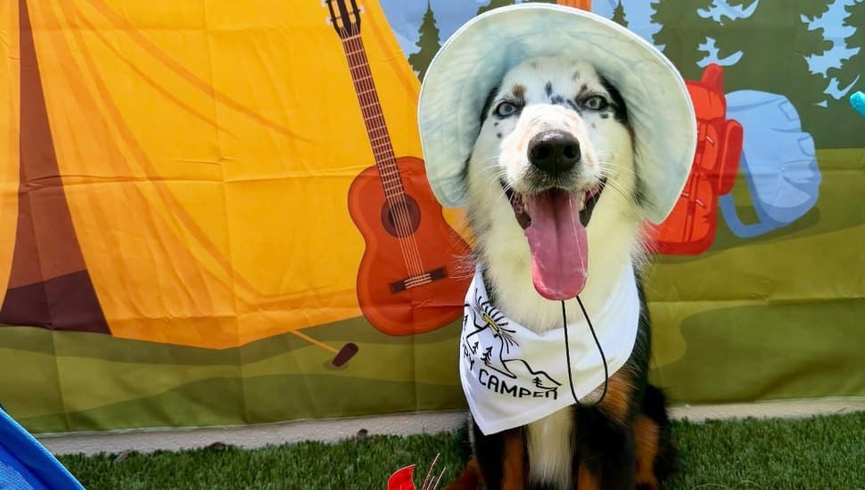 A happy camper at K9 Resorts, where dogs can earn badges, enjoy spa days, and make memories all summer long.