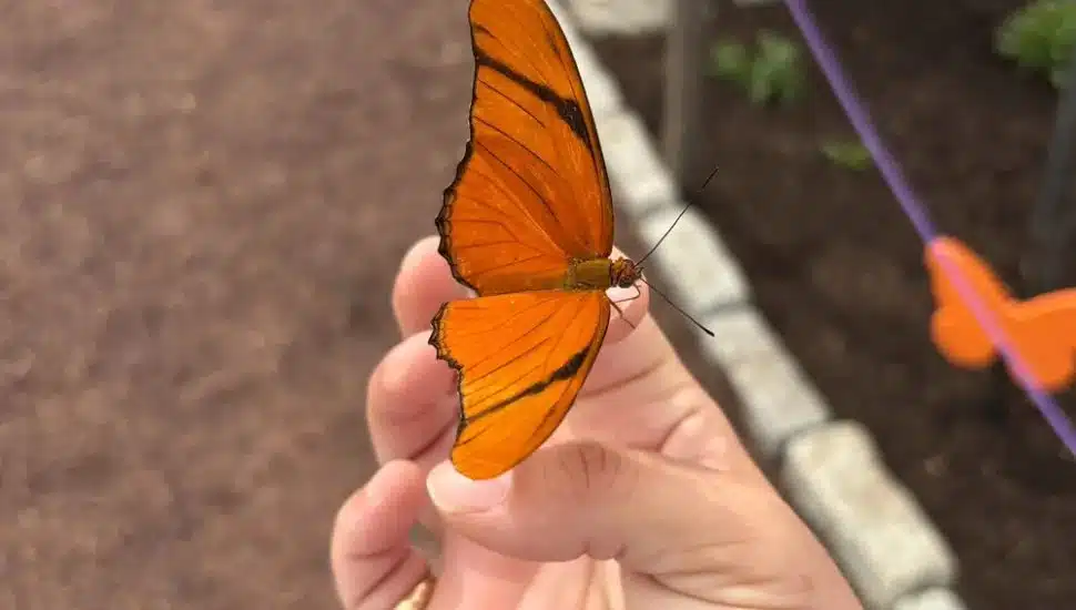 Bountiful Acres in Buckingham Offers Free Butterfly Atrium Experience for Families