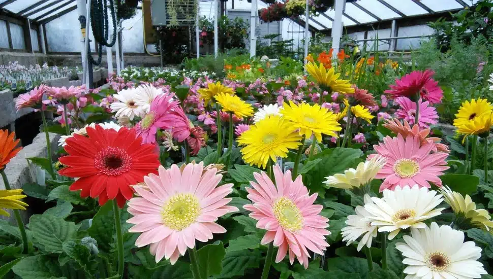 Colorful gerbera daisies at Spring Valley Nurseries.